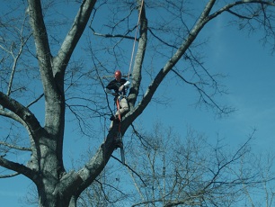 pruning a tree with a crane