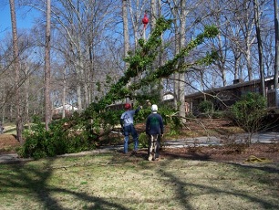 Crane tree removal